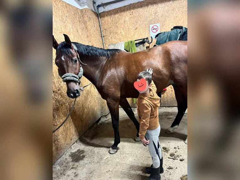 Hungarian Sport Horse Gelding 8 years 16,1 hh Brown in Schattendorf