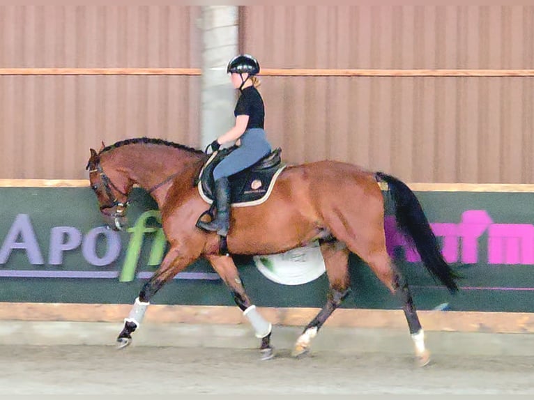 Hungarian Sport Horse Gelding 8 years 16,1 hh Brown in Schattendorf