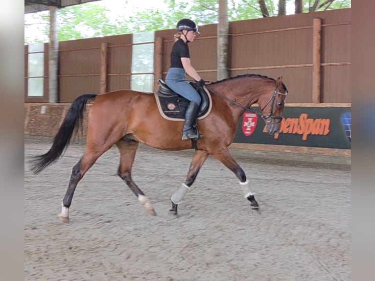 Hungarian Sport Horse Gelding 8 years 16,1 hh Brown in Schattendorf