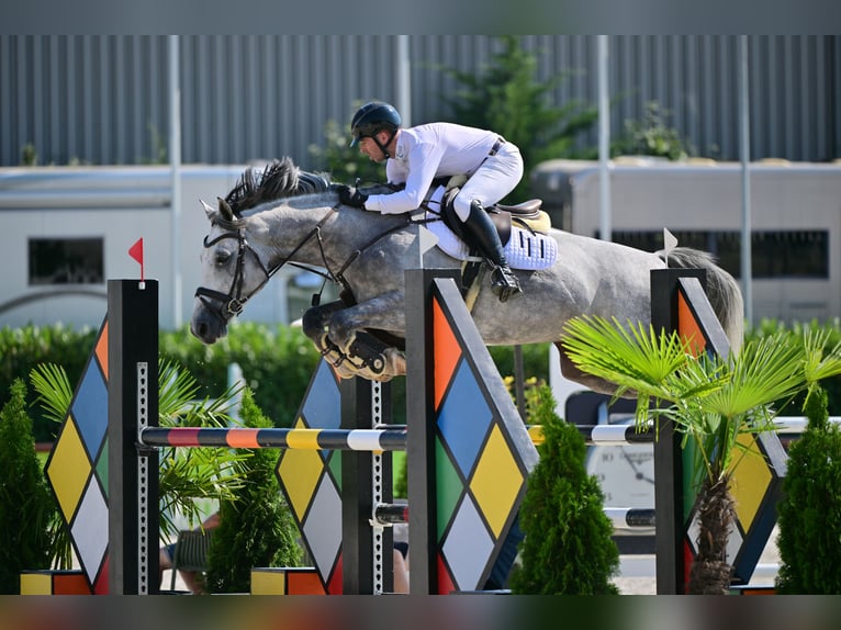 Hungarian Sport Horse Gelding 8 years 16,1 hh Gray in P&#xE1;tka