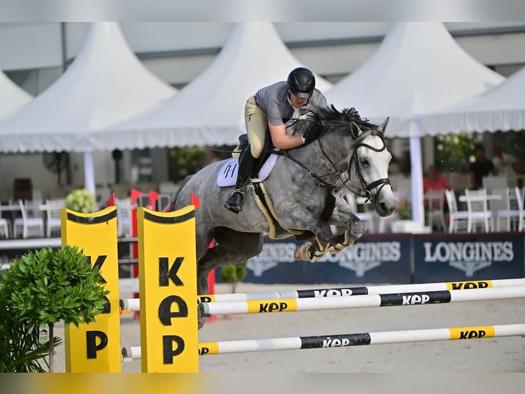 Hungarian Sport Horse Gelding 8 years 16,1 hh Gray in P&#xE1;tka