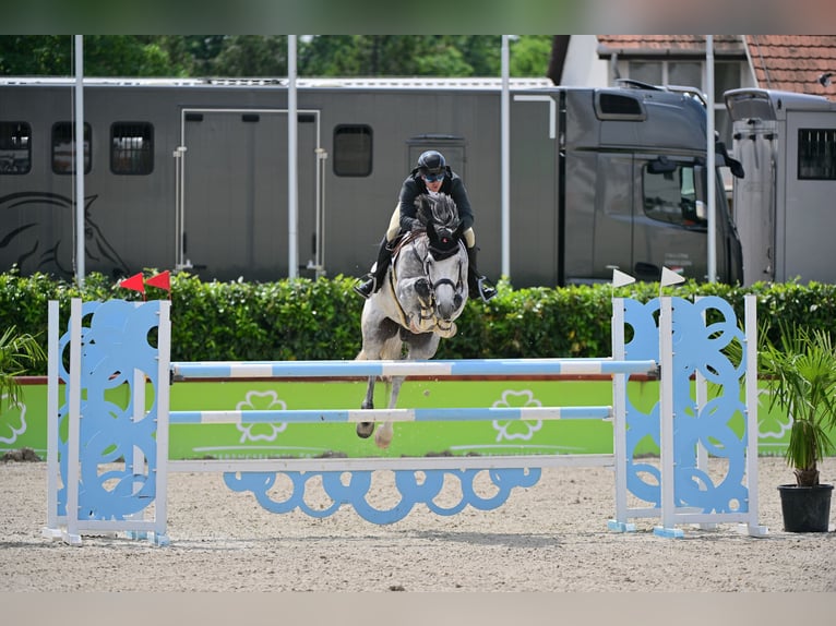 Hungarian Sport Horse Gelding 8 years 16,1 hh Gray in P&#xE1;tka