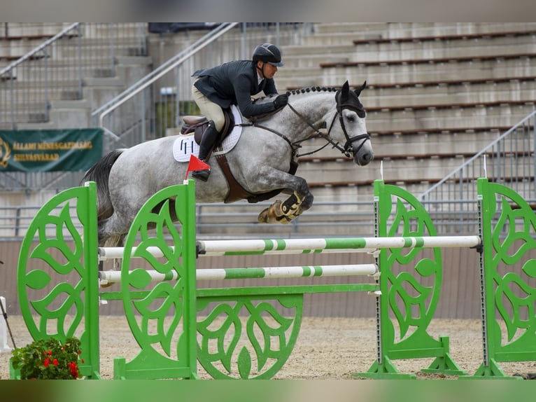 Hungarian Sport Horse Gelding 8 years 16,1 hh Gray in P&#xE1;tka