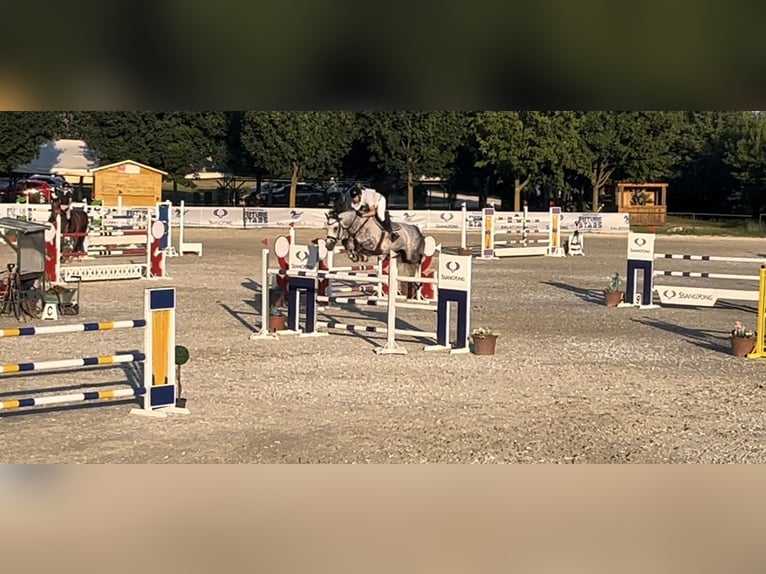 Hungarian Sport Horse Gelding 8 years 16,1 hh Gray in P&#xE1;tka