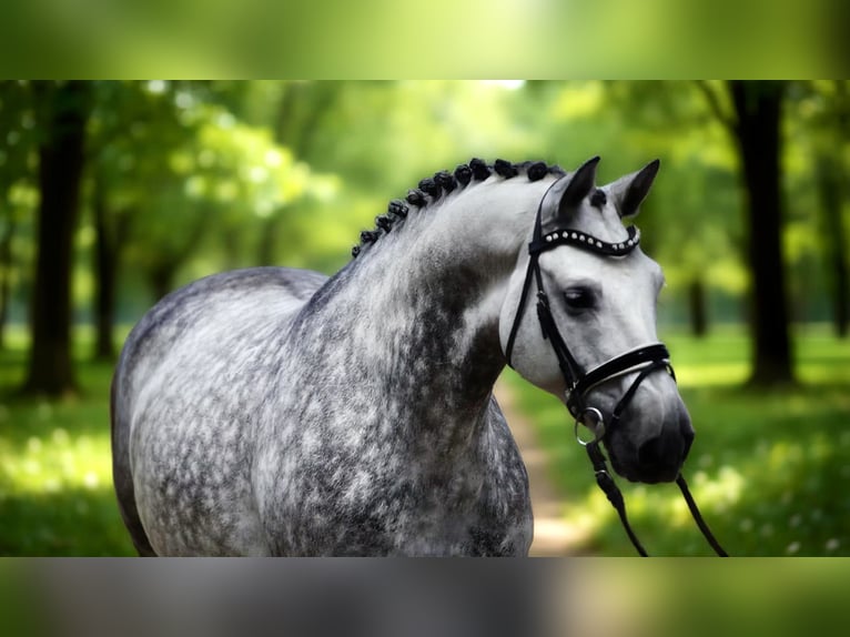 Hungarian Sport Horse Gelding 8 years 16,1 hh Grey in Zalaegerszeg