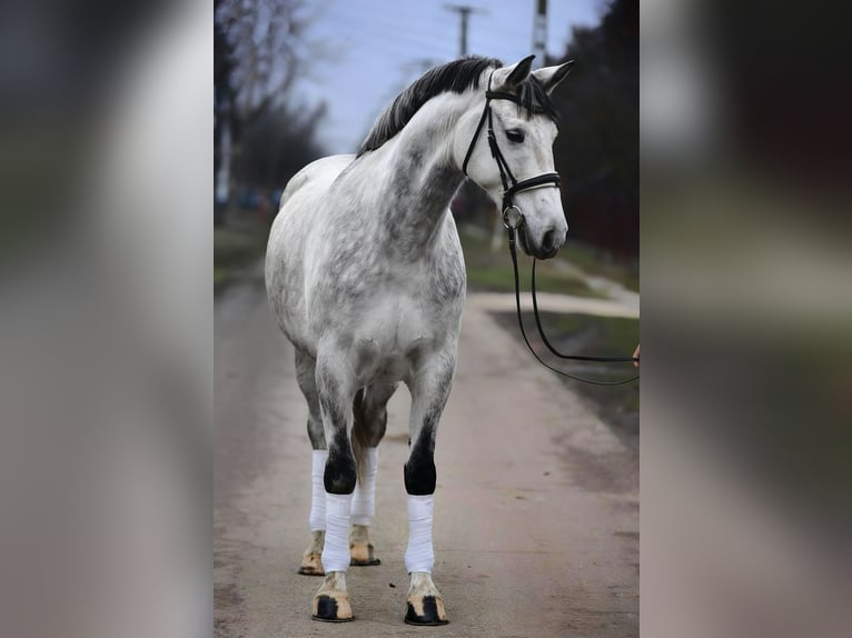 Hungarian Sport Horse Gelding 8 years 16,1 hh Grey in Budapest