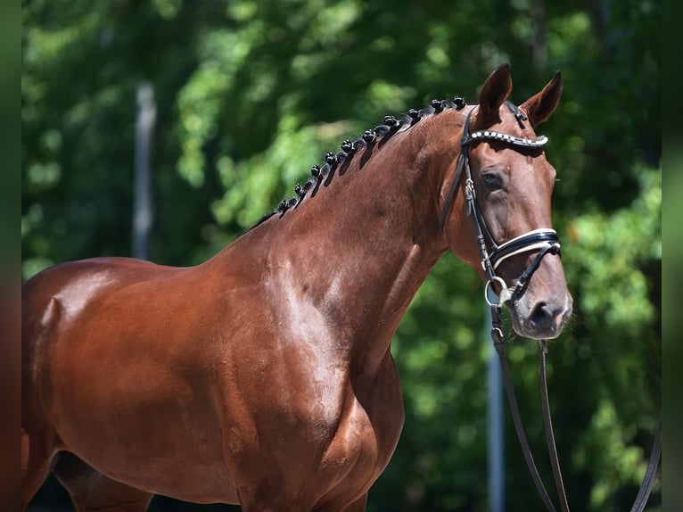 Hungarian Sport Horse Gelding 8 years 16,2 hh Brown in Budapest