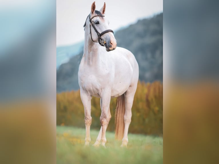 Hungarian Sport Horse Gelding 8 years 17 hh Grey in Oberdrauburg