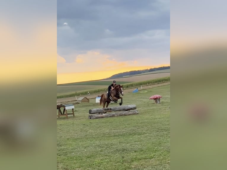 Hungarian Sport Horse Gelding 8 years 17,3 hh Chestnut in Eggendorf am Wagram