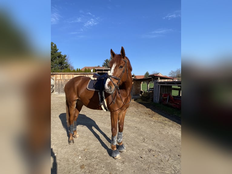 Hungarian Sport Horse Gelding 8 years 17,3 hh Chestnut in Eggendorf am Wagram