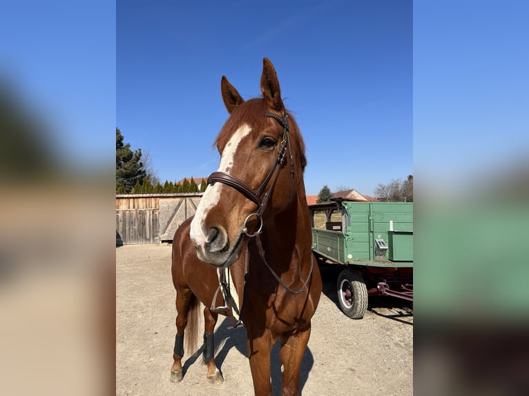 Hungarian Sport Horse Gelding 8 years 17,3 hh Chestnut in Eggendorf am Wagram