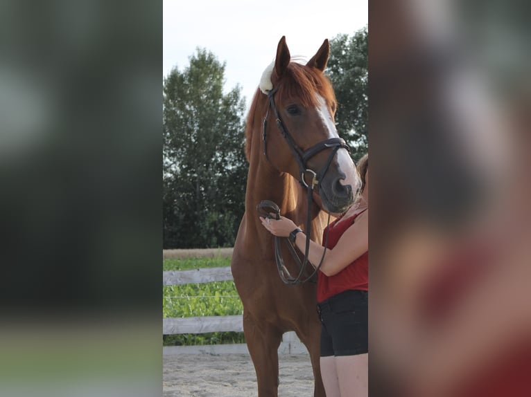 Hungarian Sport Horse Gelding 8 years 17,3 hh Chestnut in Eggendorf am Wagram