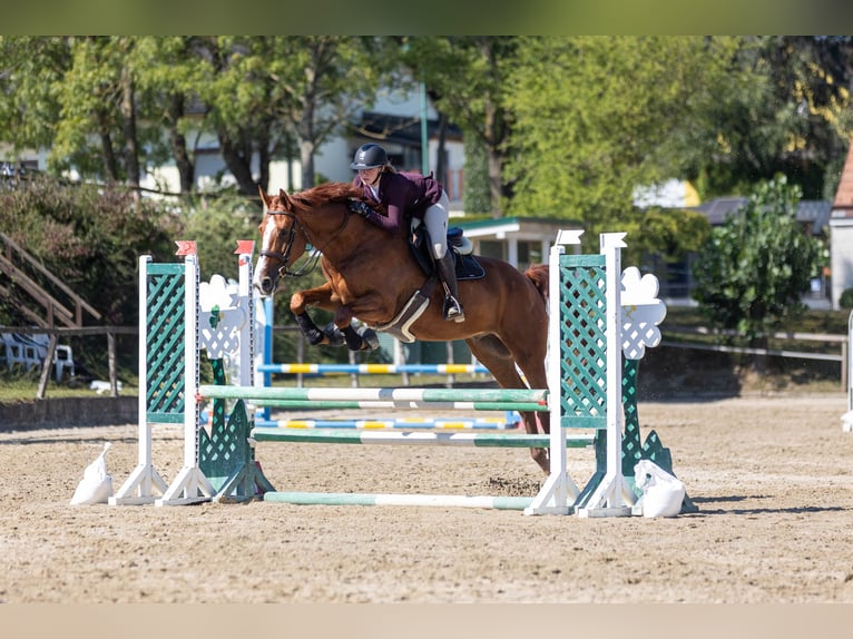 Hungarian Sport Horse Gelding 8 years 17,3 hh Chestnut in Eggendorf am Wagram