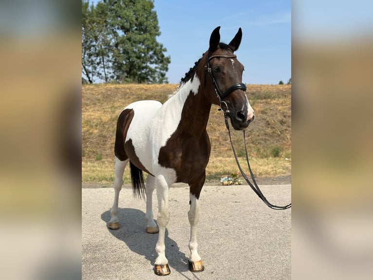 Hungarian Sport Horse Gelding 8 years Bay-Dark in St.pölten