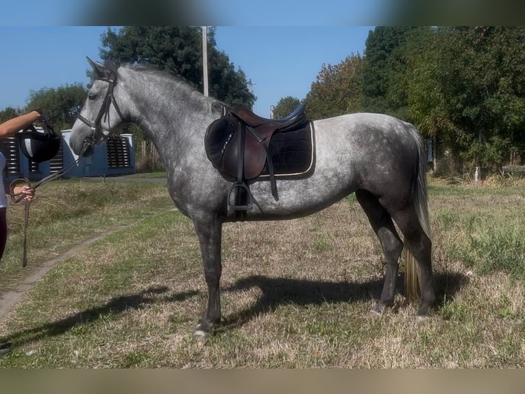 Hungarian Sport Horse Gelding 8 years Bay-Dark in St.pölten