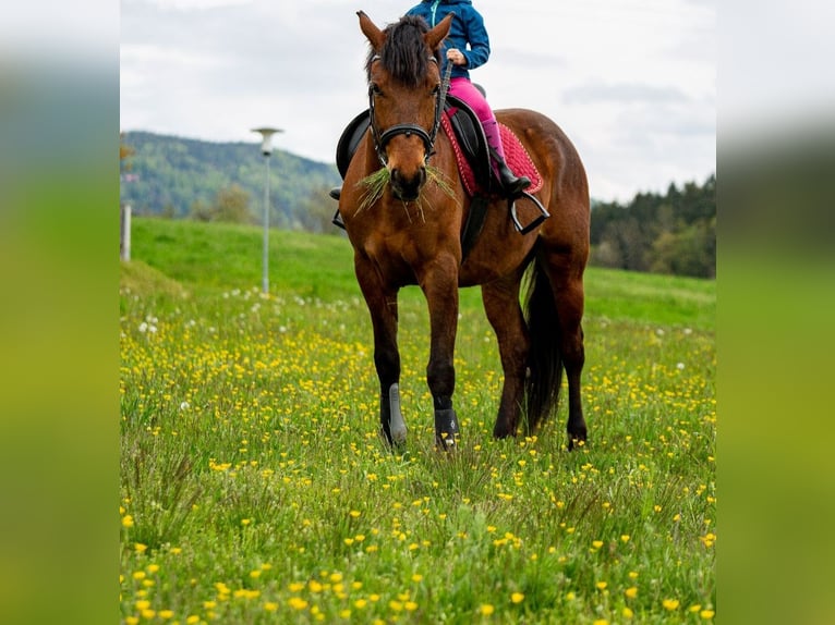 Hungarian Sport Horse Gelding 8 years Brown in Wirtschaft