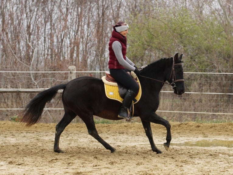 Hungarian Sport Horse Mix Gelding 9 years 14.2 hh Black in Pér