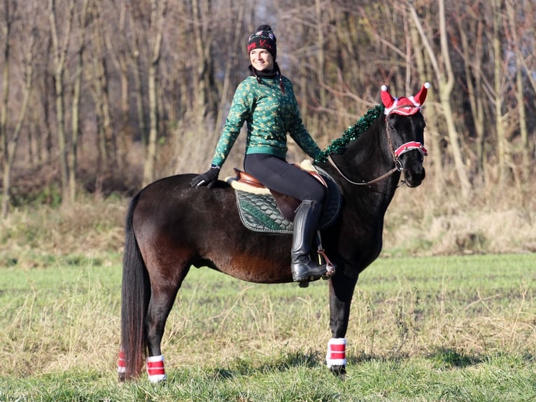 Hungarian Sport Horse Mix Gelding 9 years 14.2 hh Black in Pér