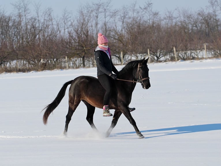 Hungarian Sport Horse Mix Gelding 9 years 14.2 hh Black in Pér