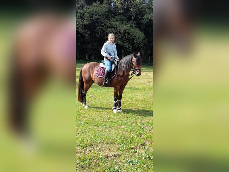 Hungarian Sport Horse Gelding 9 years 14,2 hh Brown in Klagenfurt