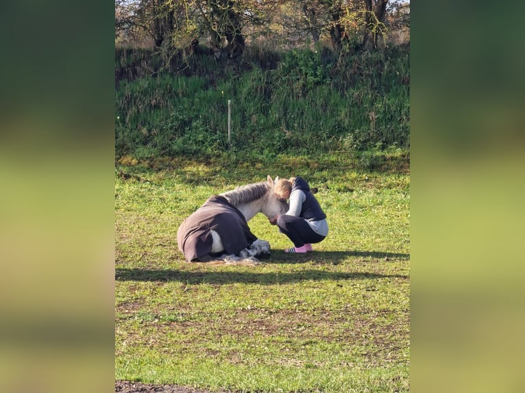 Hungarian Sport Horse Gelding 9 years 14,1 hh Gray in Fedderingen