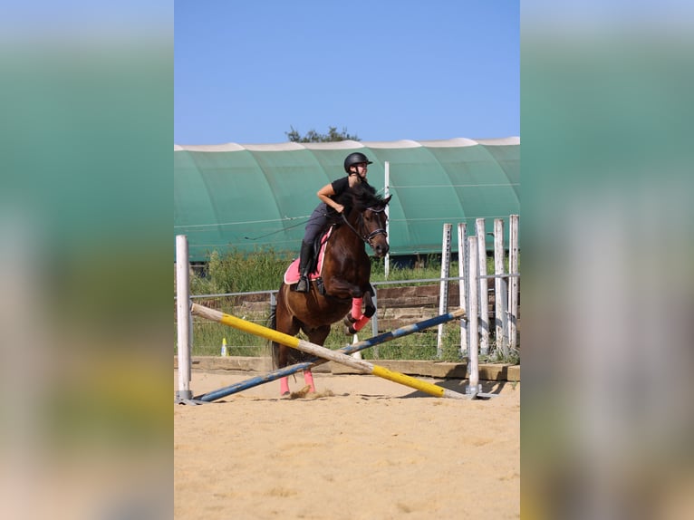 Hungarian Sport Horse Gelding 9 years 14,2 hh Brown in st valentin