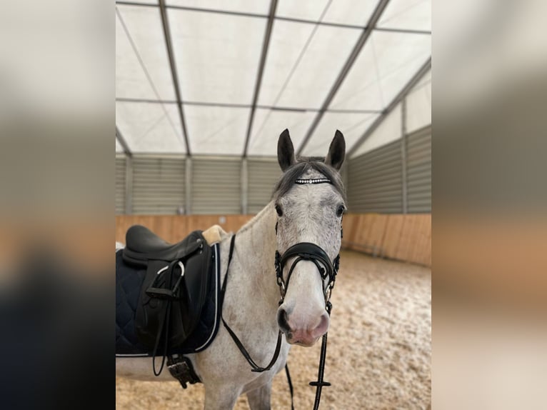 Hungarian Sport Horse Gelding 9 years 14,3 hh Grey-Dapple in Train