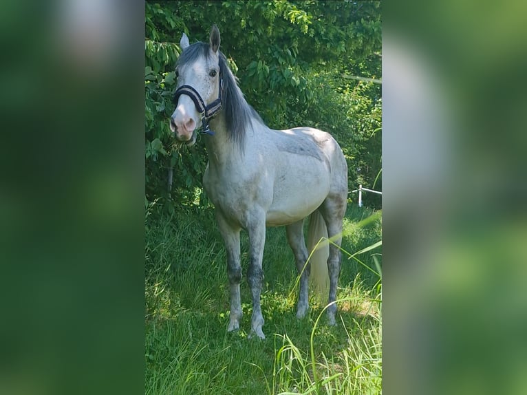 Hungarian Sport Horse Gelding 9 years 14,3 hh Grey-Dapple in Train