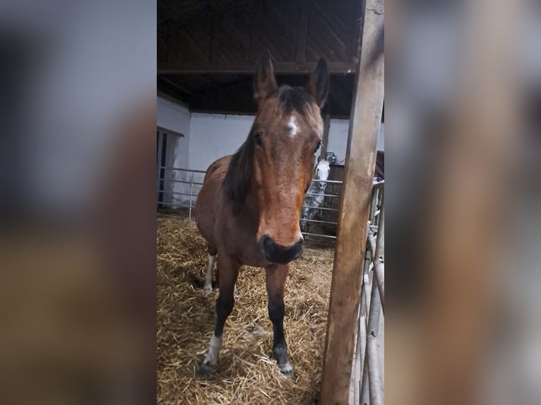 Hungarian Sport Horse Gelding 9 years 15,1 hh Chestnut-Red in Fohregg