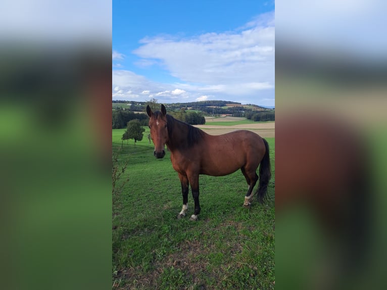 Hungarian Sport Horse Gelding 9 years 15,1 hh Chestnut-Red in Fohregg