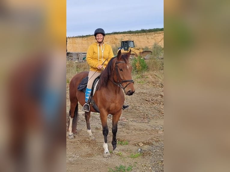 Hungarian Sport Horse Gelding 9 years 15,1 hh Chestnut-Red in Fohregg