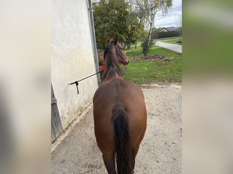 Hungarian Sport Horse Gelding 9 years 15,1 hh Chestnut-Red in Fohregg