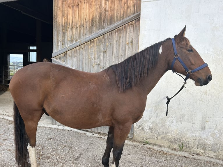 Hungarian Sport Horse Gelding 9 years 15,1 hh Chestnut-Red in Fohregg