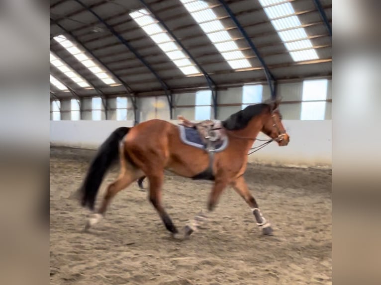 Hungarian Sport Horse Mix Gelding 9 years 15,2 hh Brown in Bekescsaba