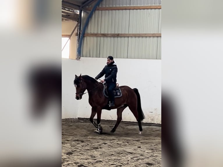 Hungarian Sport Horse Mix Gelding 9 years 15,2 hh Brown in Bekescsaba