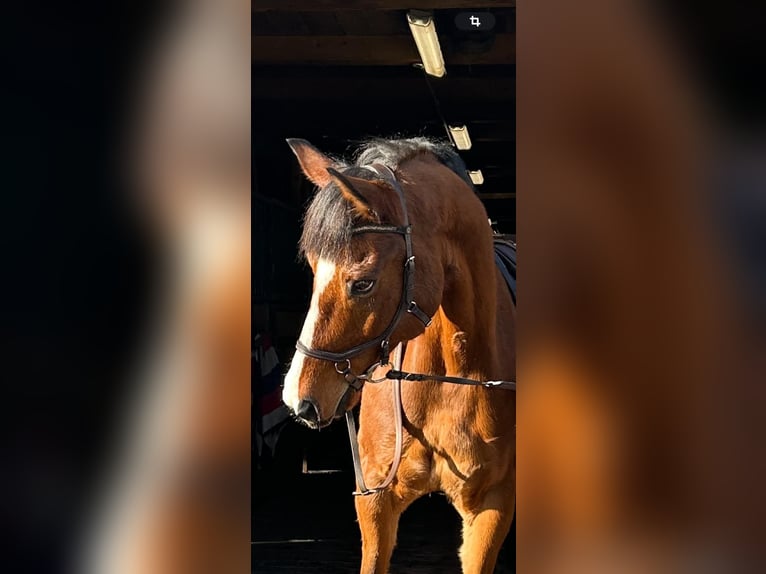 Hungarian Sport Horse Mix Gelding 9 years 15,2 hh Brown in Bekescsaba