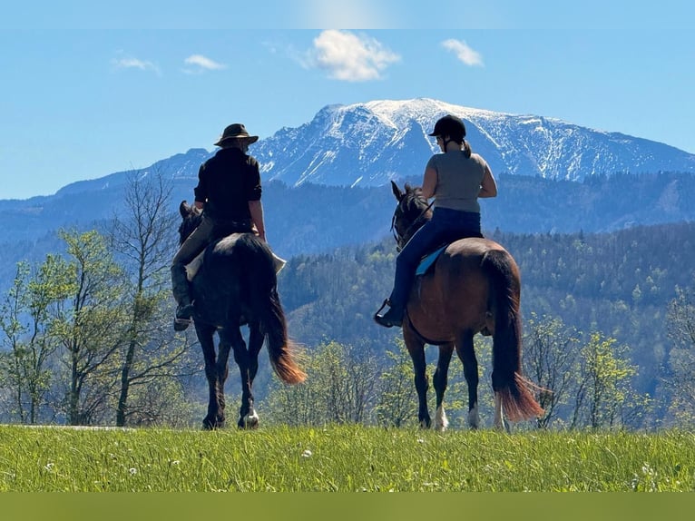 Hungarian Sport Horse Gelding 9 years 15,1 hh in Schadneramt