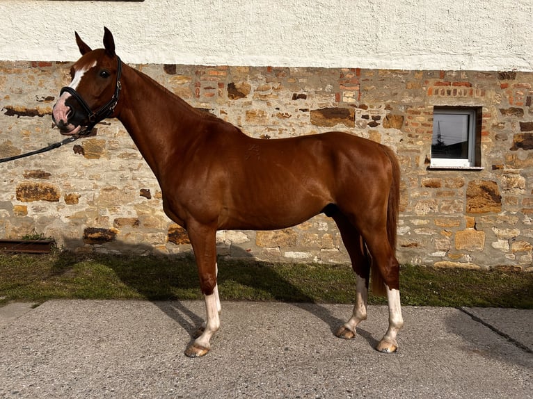 Hungarian Sport Horse Gelding 9 years 15,3 hh in Bad Lauchst&#xE4;dt
