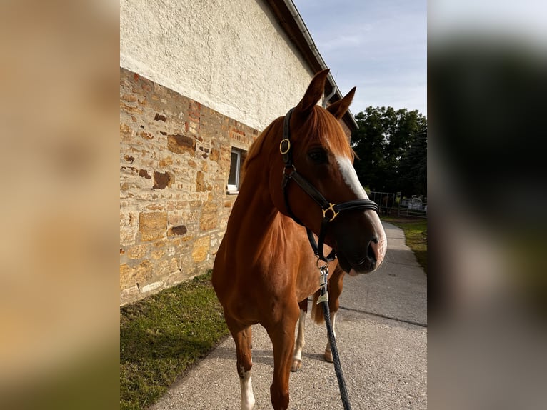 Hungarian Sport Horse Gelding 9 years 15,3 hh in Bad Lauchst&#xE4;dt