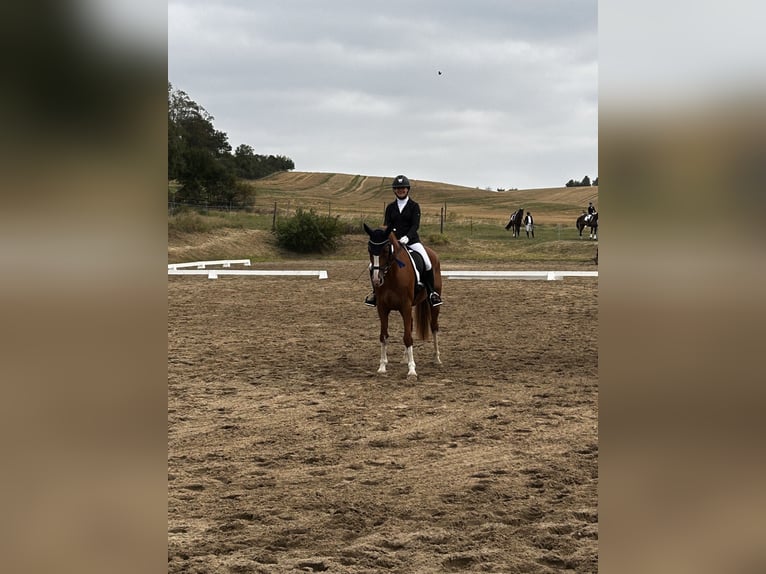 Hungarian Sport Horse Gelding 9 years 15,3 hh in Bad Lauchst&#xE4;dt