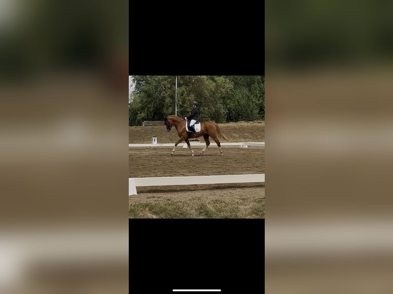 Hungarian Sport Horse Gelding 9 years 15,3 hh in Bad Lauchst&#xE4;dt