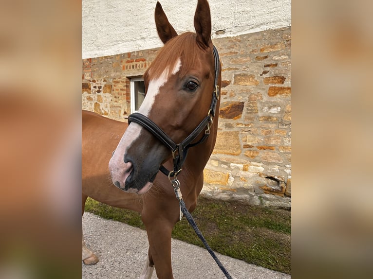 Hungarian Sport Horse Gelding 9 years 15,3 hh in Bad Lauchst&#xE4;dt