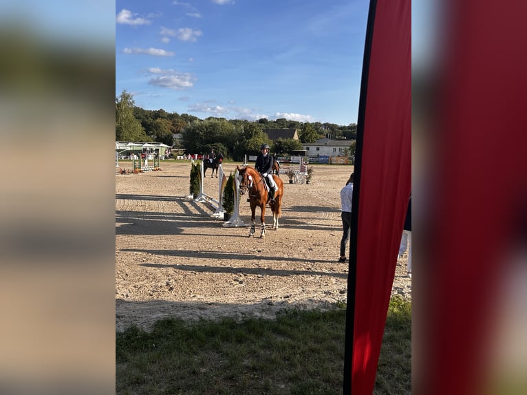 Hungarian Sport Horse Gelding 9 years 15,3 hh in Bad Lauchst&#xE4;dt