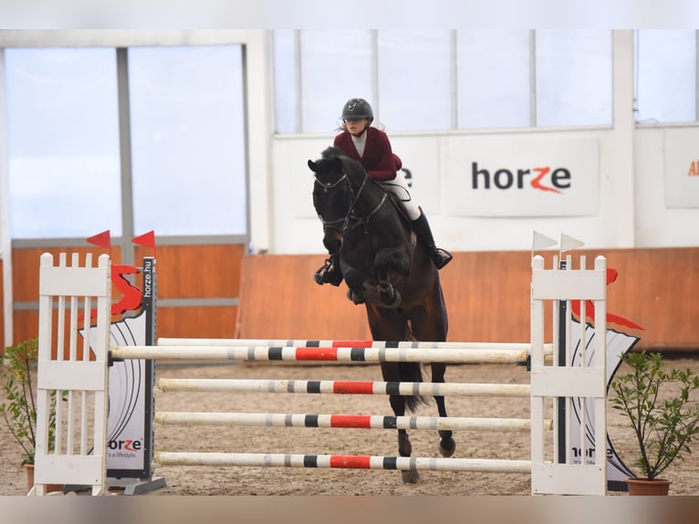 Hungarian Sport Horse Gelding 9 years 16,2 hh Bay-Dark in Nyírtass