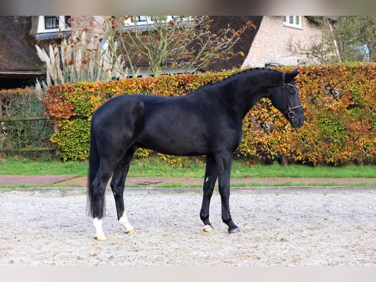 Hungarian Sport Horse Gelding 9 years 16,2 hh Black in Budapest