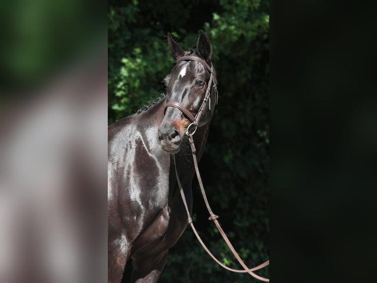 Hungarian Sport Horse Gelding 9 years 16 hh Black in Budapest