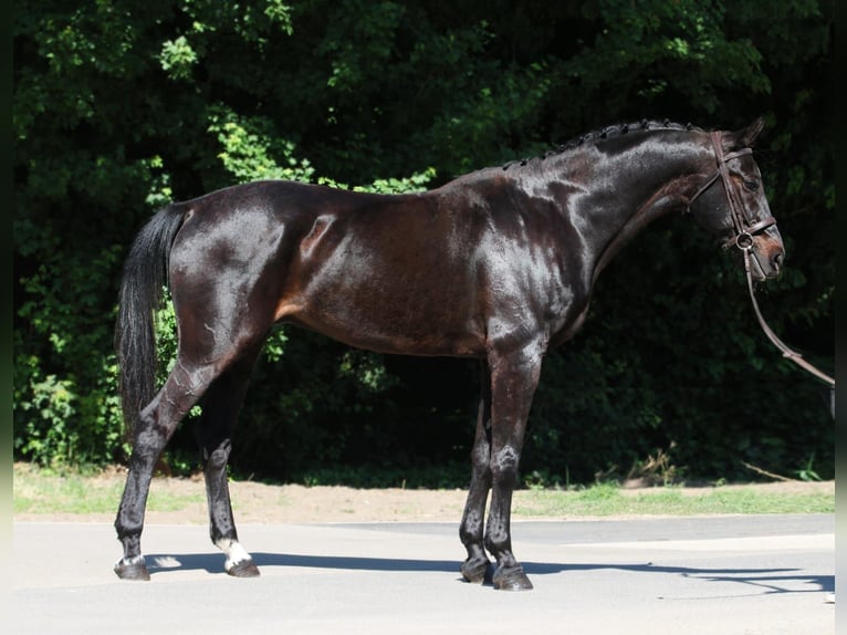Hungarian Sport Horse Gelding 9 years 16 hh Black in Budapest
