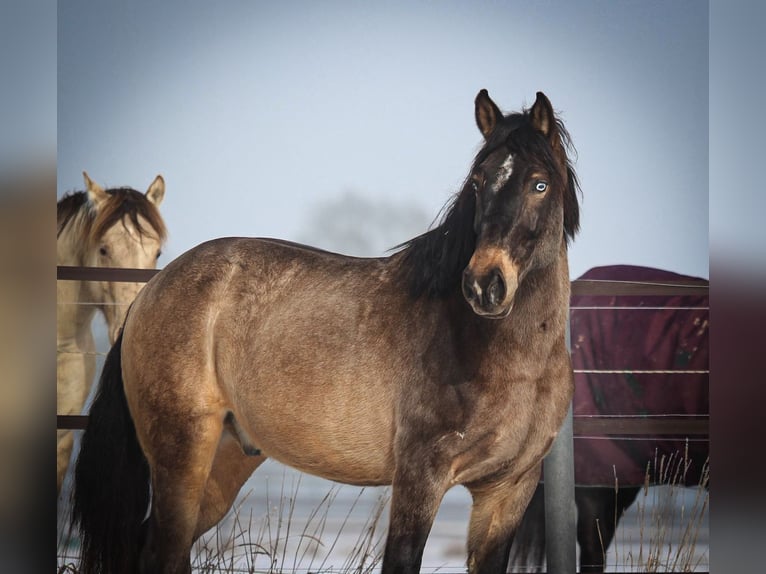 Hungarian Sport Horse Mix Gelding 9 years 16 hh Buckskin in Pastetten
