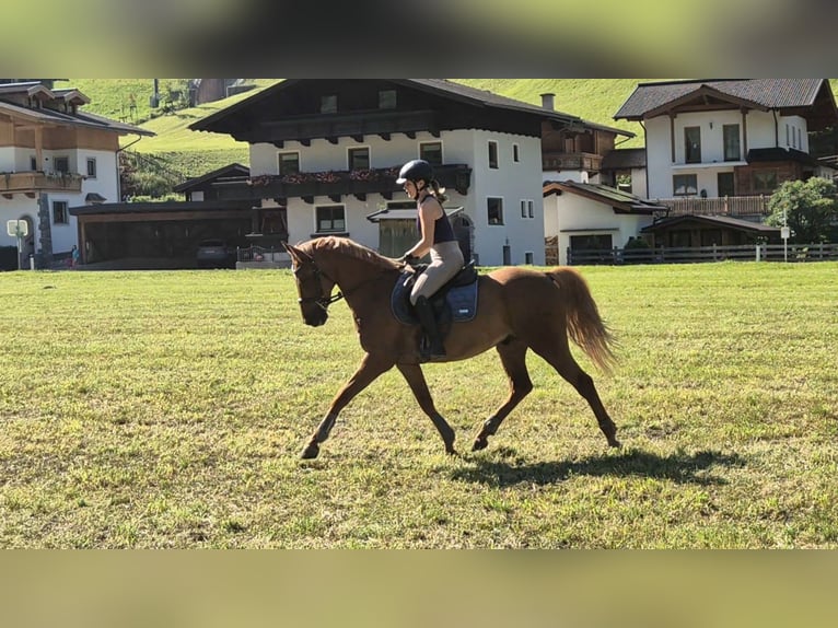 Hungarian Sport Horse Gelding 9 years 16 hh Chestnut-Red in Hüttschlag