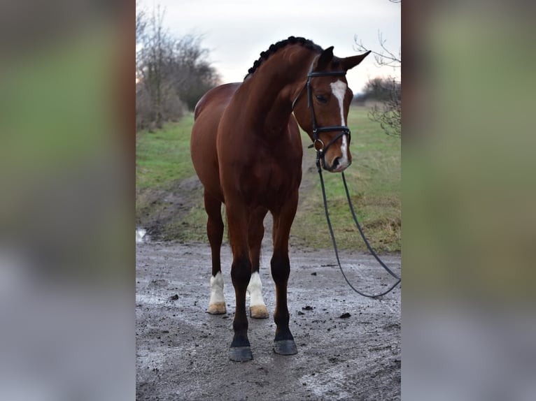 Hungarian Sport Horse Gelding 9 years 16,1 hh Bay in Kecskem&#xE9;t